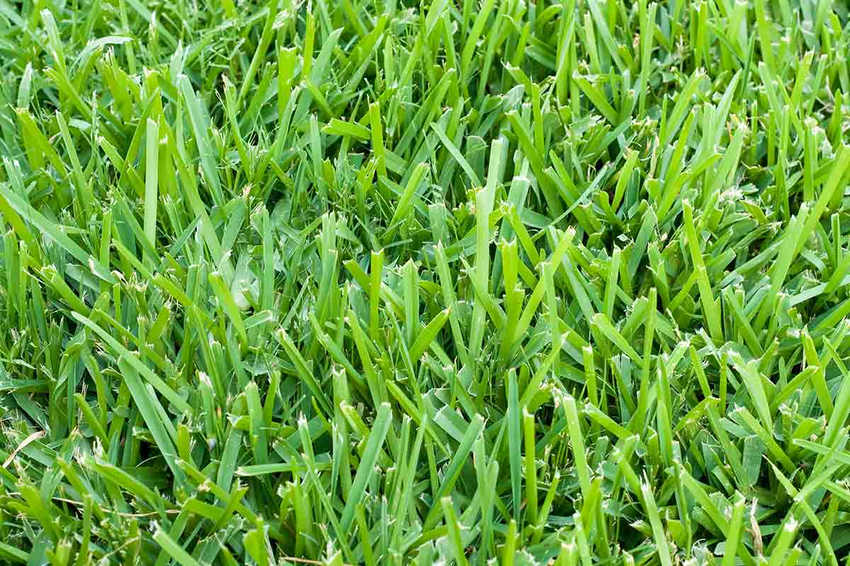 Best Types Of Grass For Houston Lawns Best Pick Reports